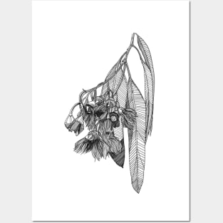 Gum leaf scientific nature black ink pen drawing illustration Posters and Art